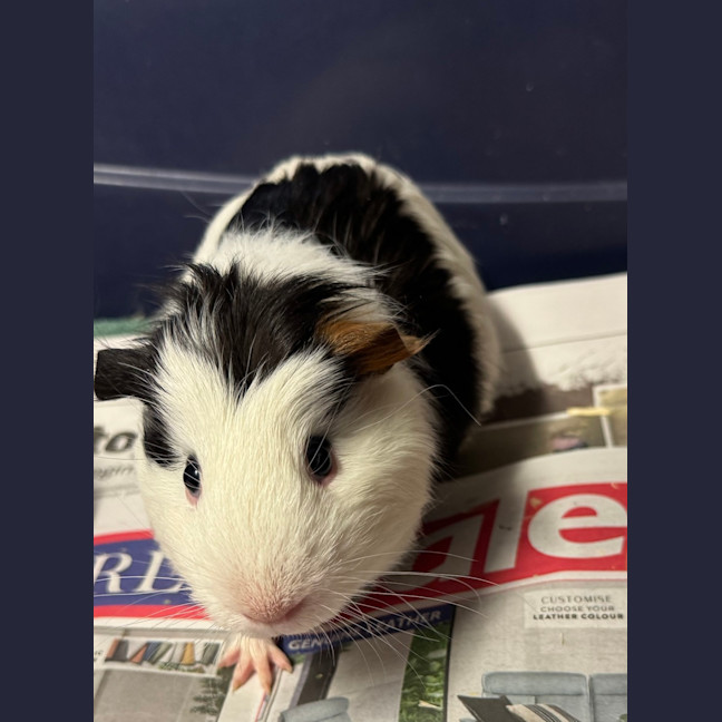 Photo of Don Vito