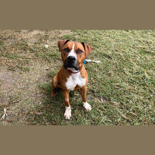 Photo of Jango