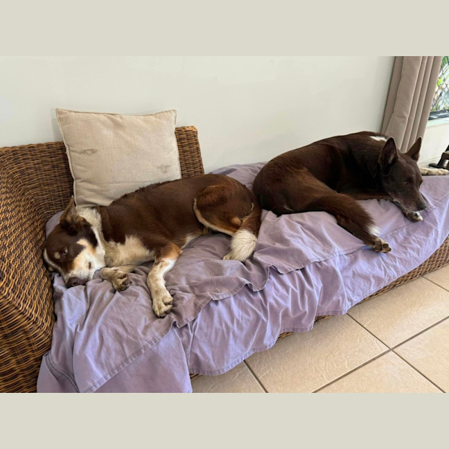 Photo of Tippy & Coco