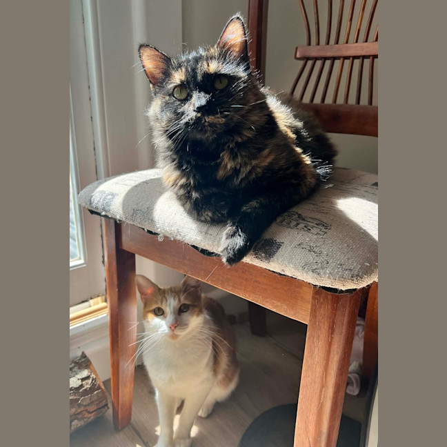 Photo of Daisy 