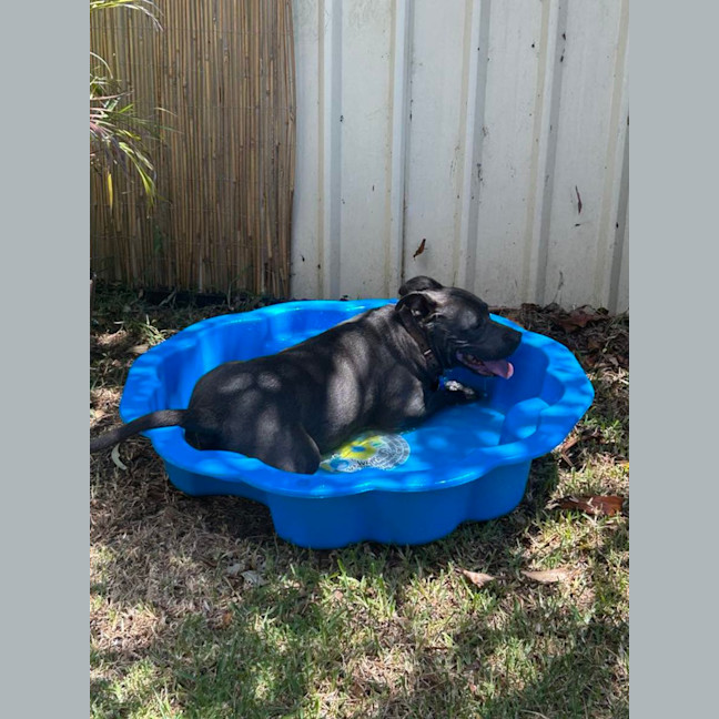 Photo of Bandit   6 Year O Id American Staffy X