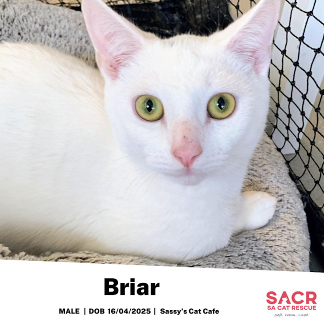 Photo of Briar