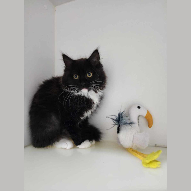 Photo of 🪀 Blair 6106 🪀