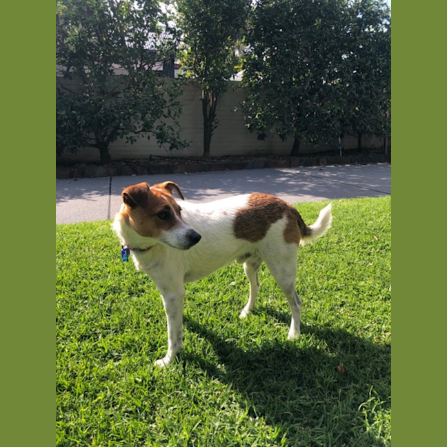 Photo of Archio   2 Year Old Jack Russell X (Trial)