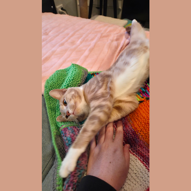 Photo of Poppyseed