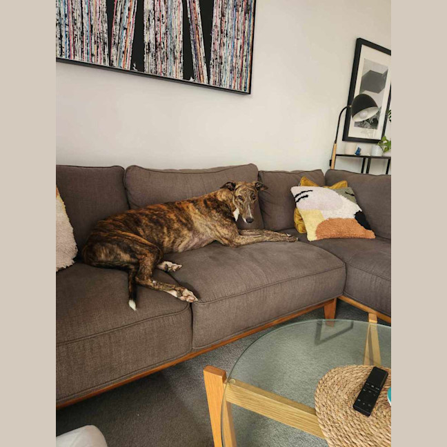 Photo of Tiger, The Adorable Greyhound