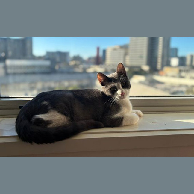 Photo of Dunkaccino
