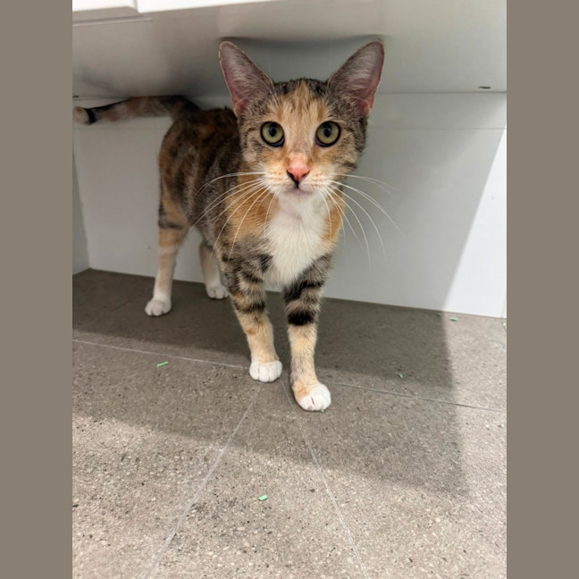 Photo of Caramel Slice