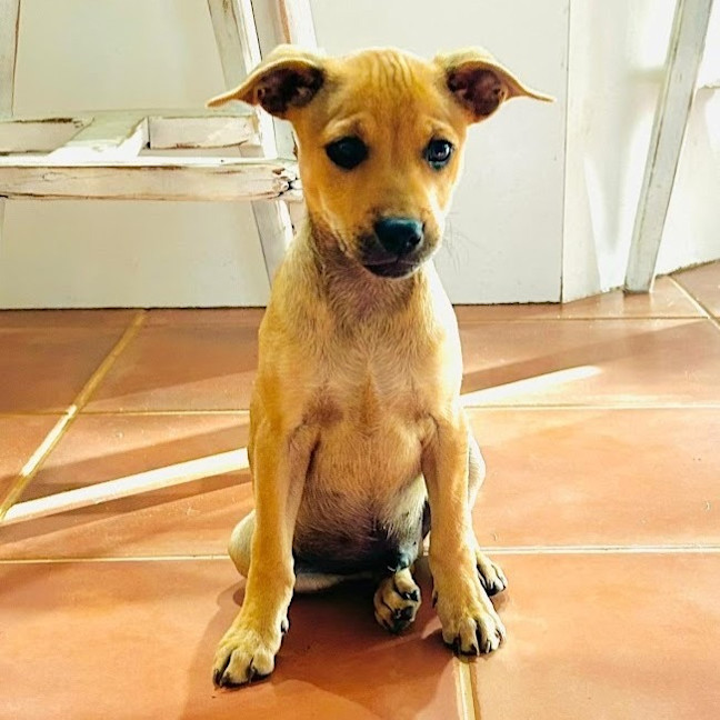 Photo of Huckleberry