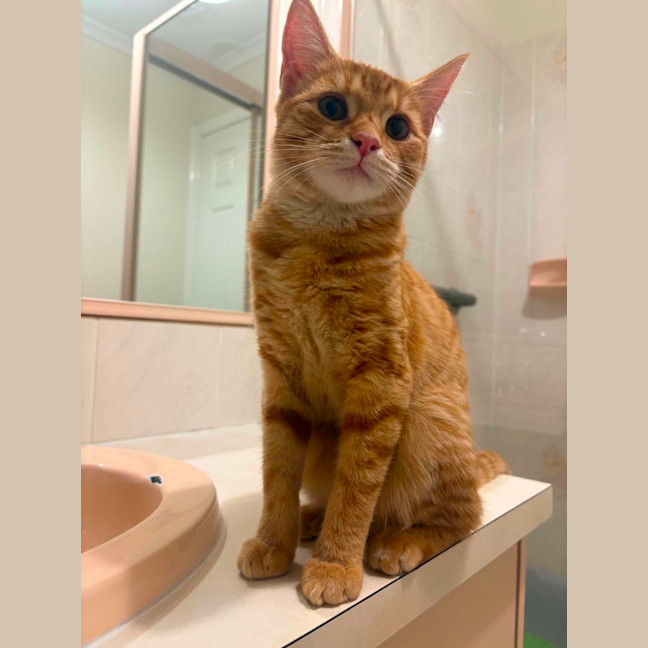 Photo of Gingy
