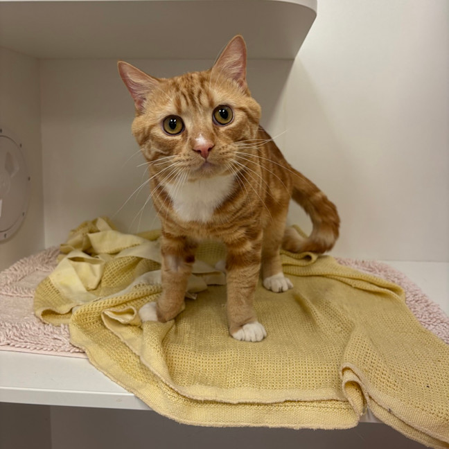 Photo of Ferdinand   Adoption Pending 