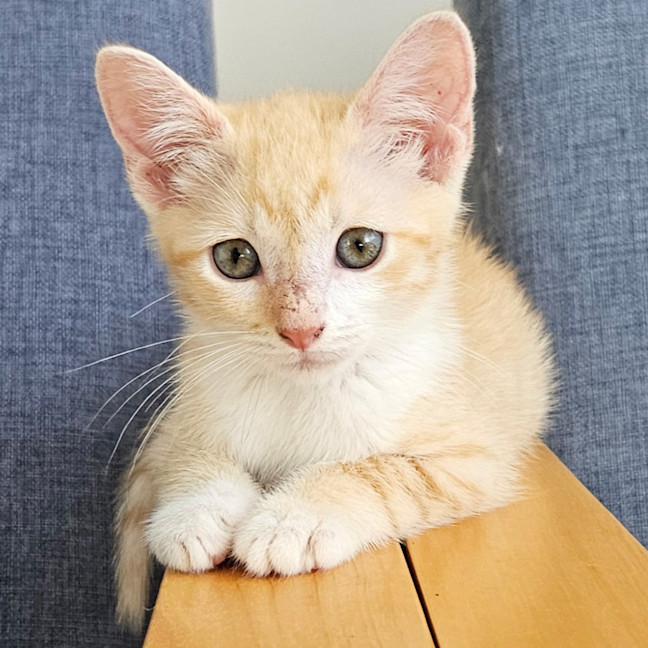 Photo of Dexy