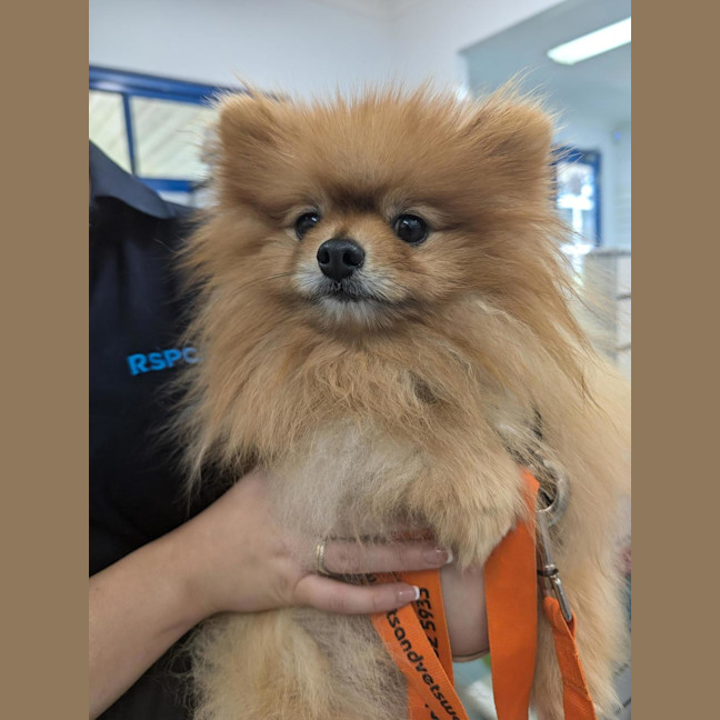 Photo of Peanut