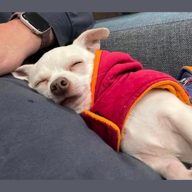 Photo of Odie