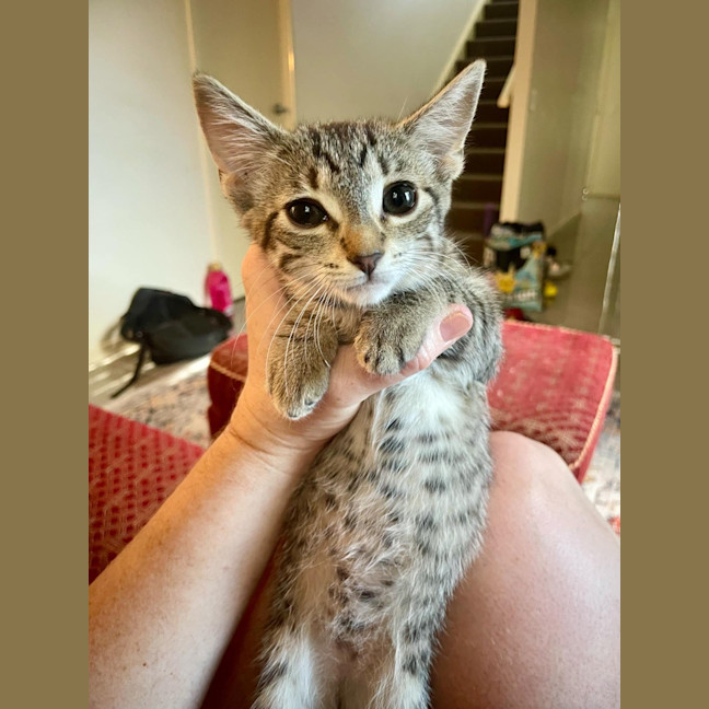 Photo of Olive