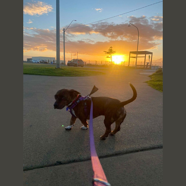 Photo of Tucker   2 Year Old Dachshund X Staffy