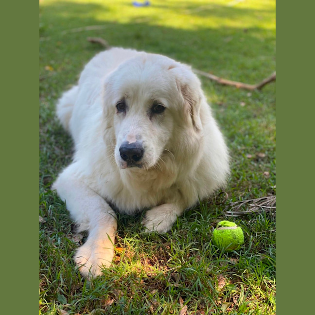 Photo of Eddie *$150 Adoption Fee*