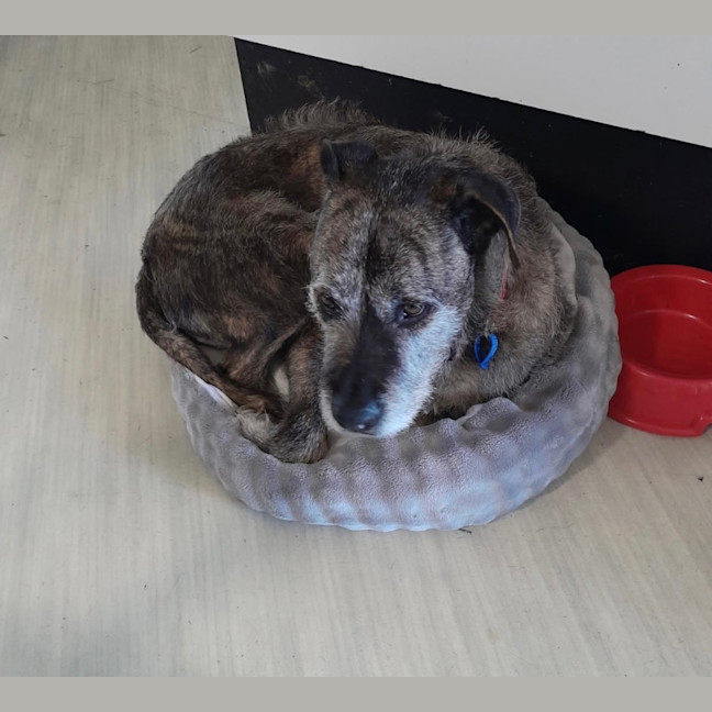 Photo of Trusty *$250 Adoption Fee*