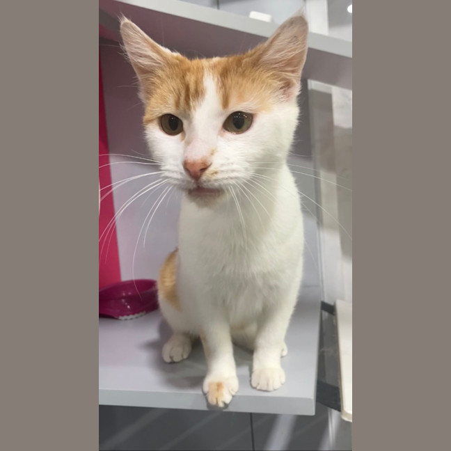 Photo of Aslan And Mr Squiggle