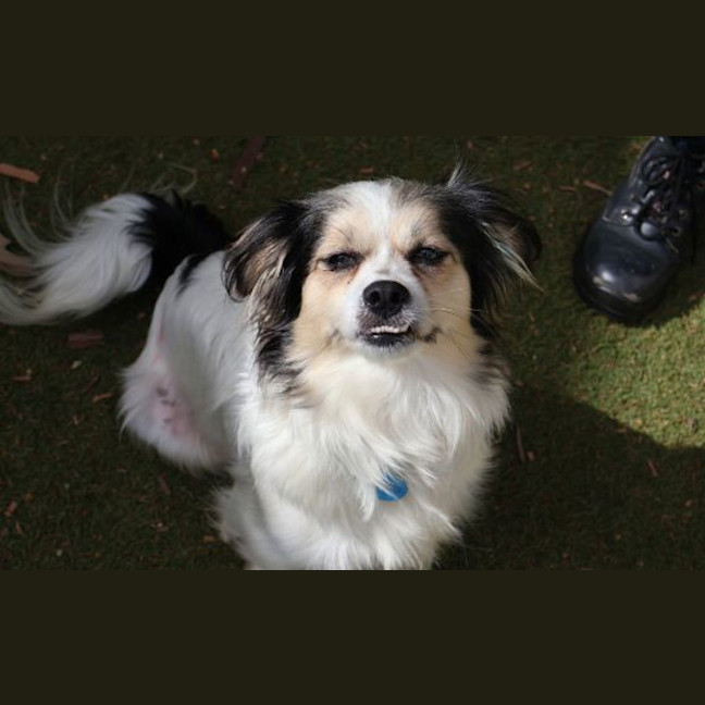 Photo of Pepper