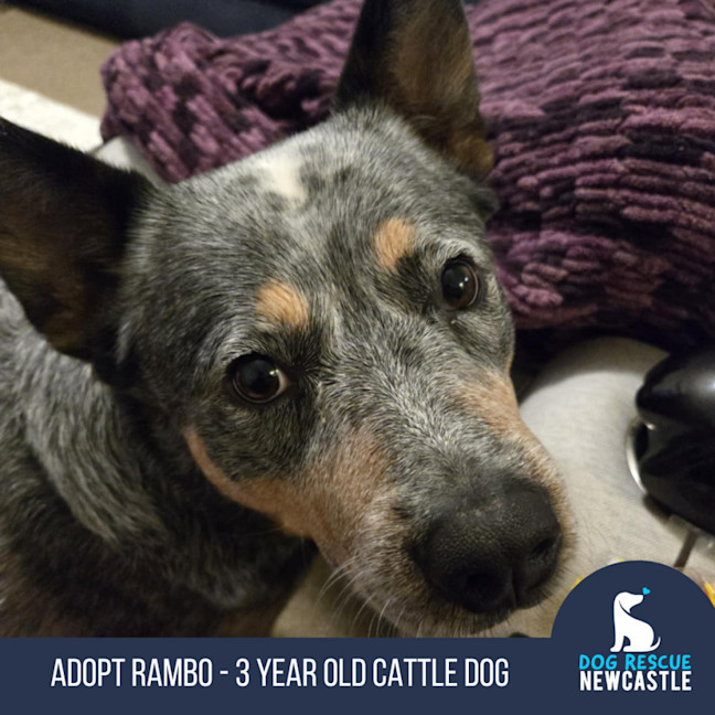 Photo of Rambo   3 Year Old Cattle Dog (Trial 26/9)