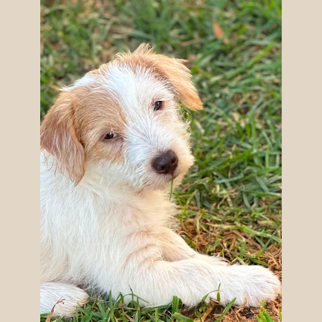 Photo of Archie
