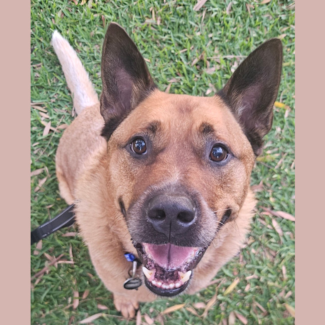 Photo of Rus   5 Year Old Cattle Dog