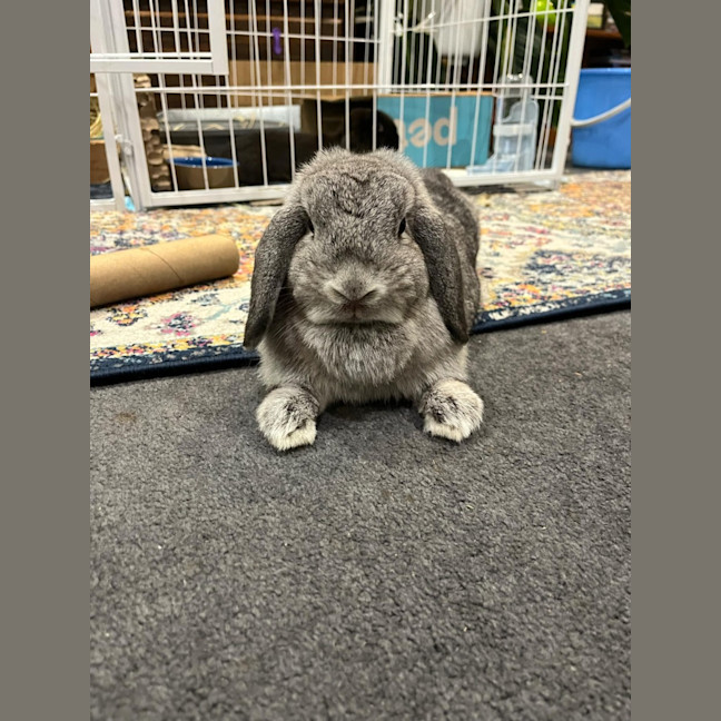 Photo of Smudge With Sooty