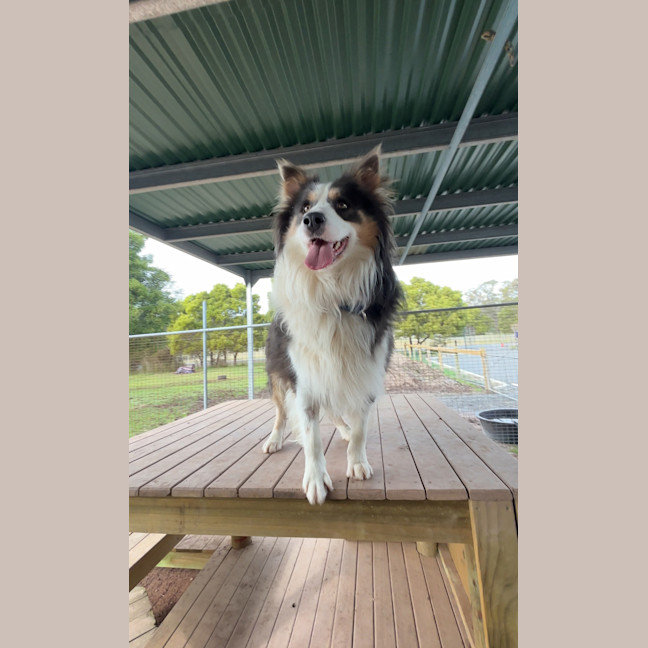 Photo of Toby