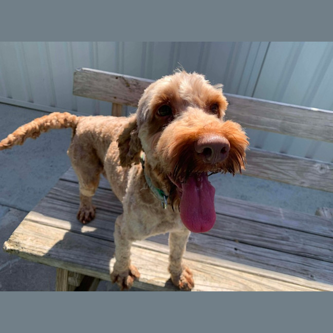 Photo of Simba