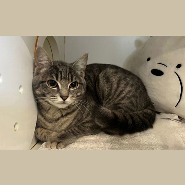 Photo of Nemo