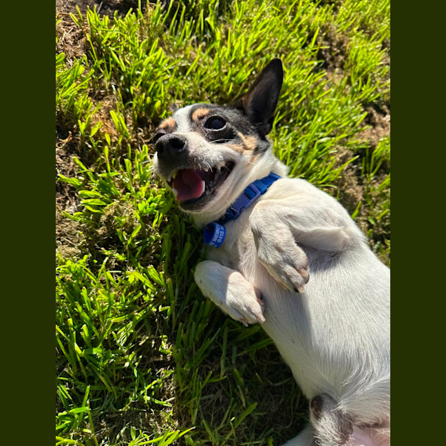 Photo of Mickey   6 Year Old Mini Fox Terrier