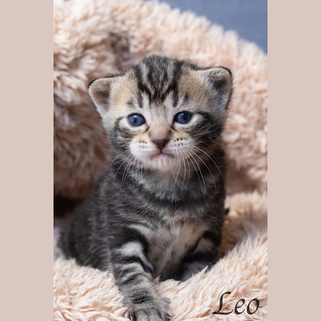 Photo of Leo