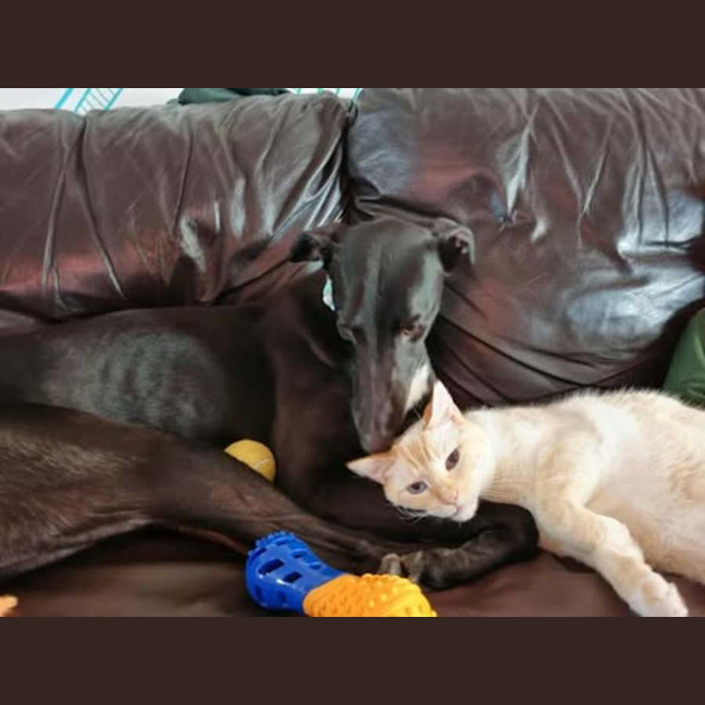 Photo of Fifi, The Greyhound