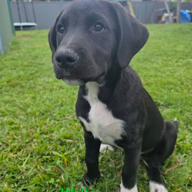 Photo of Walter