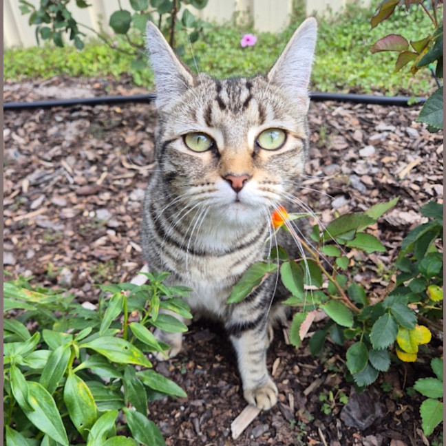 Photo of Luna