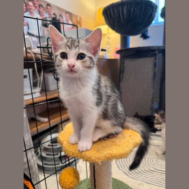 Photo of Bella
