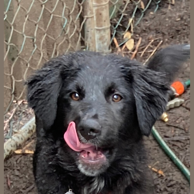 Photo of Moosh