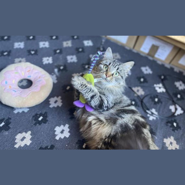 Photo of Juniper