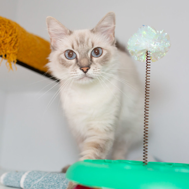 Photo of Wisp