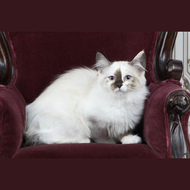 Photo of Chanel