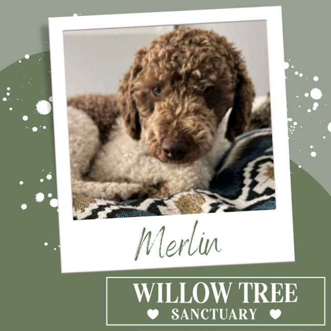 Photo of Merlin