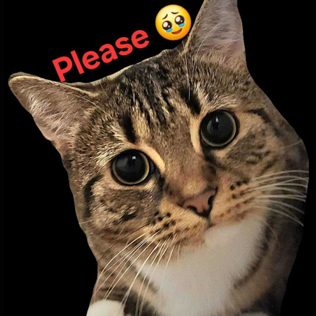 Photo of Tessa