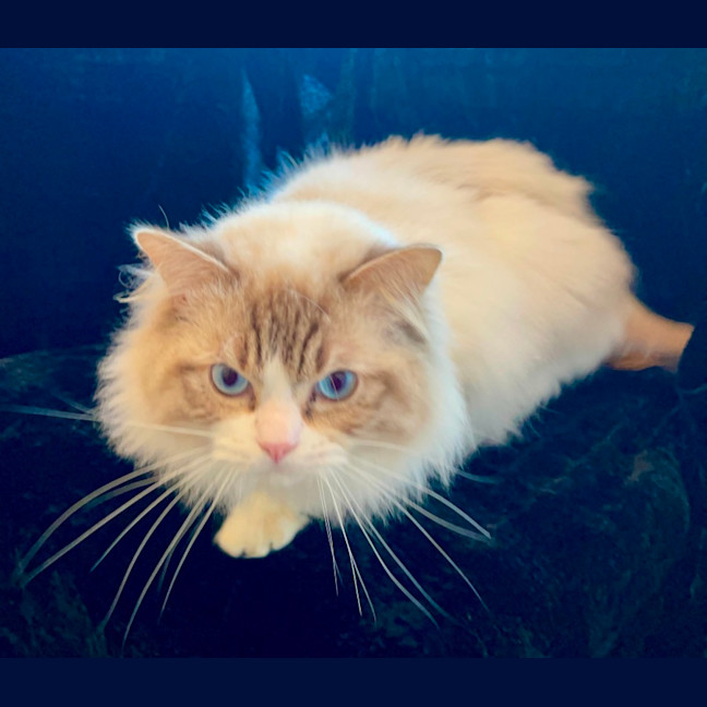 Photo of Fudge