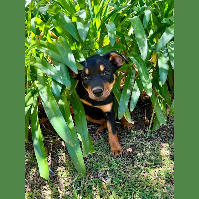 Photo of Gingerbread