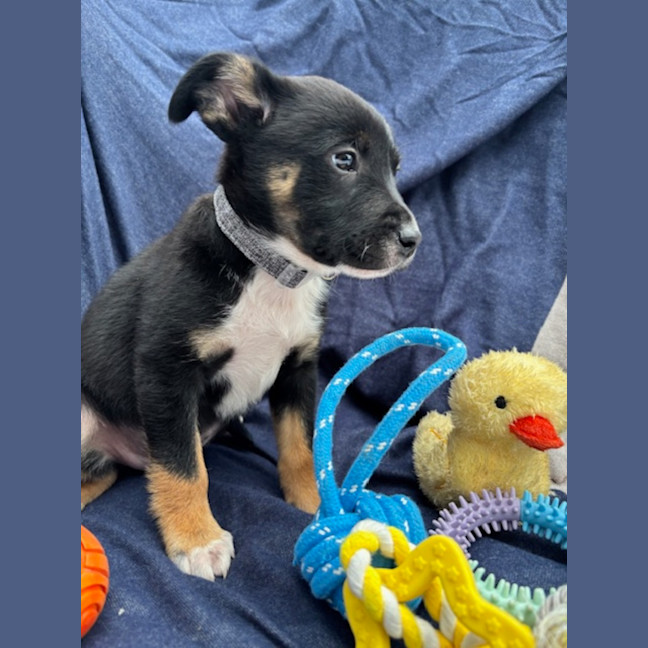 Photo of Scout