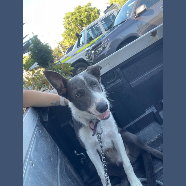 Photo of Grayson (Was Greyworm)