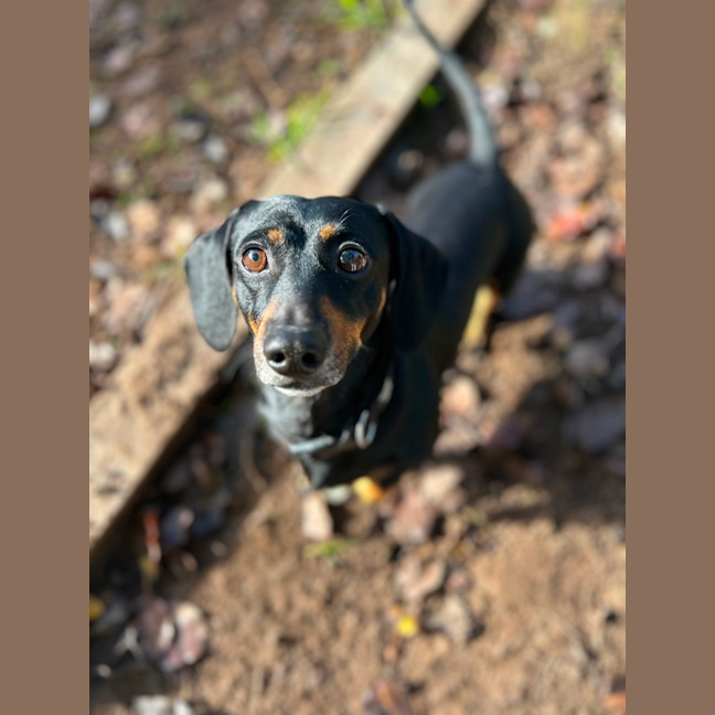 Photo of Ollie