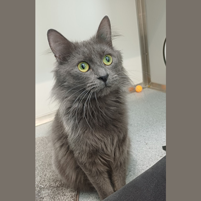 Photo of Rogue