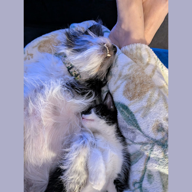 Photo of Barney